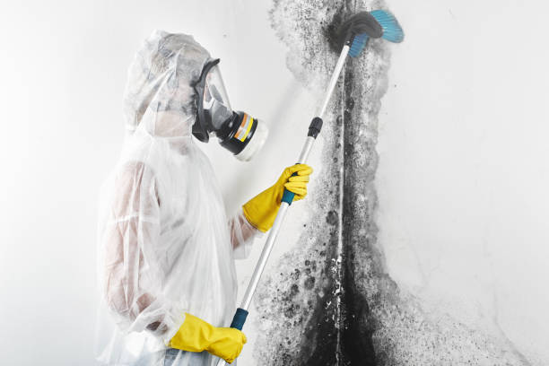  Melody Hill, IN Mold Removal Pros